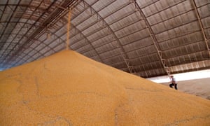 Man walking up a huge pile of soya in a grain storage barn on a large farm in Brazil