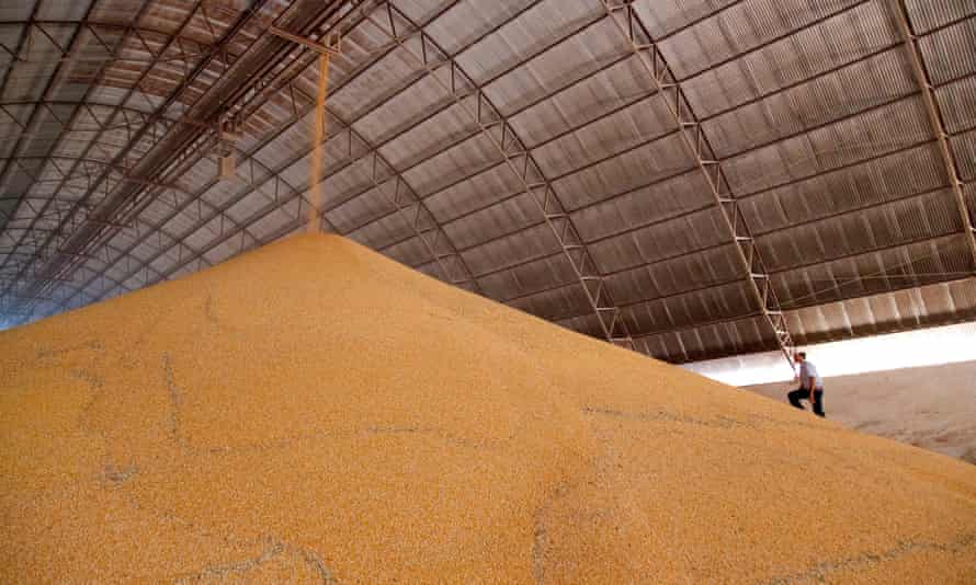 Man walking up a huge pile of soya in a grain storage barn on a large farm in Brazil