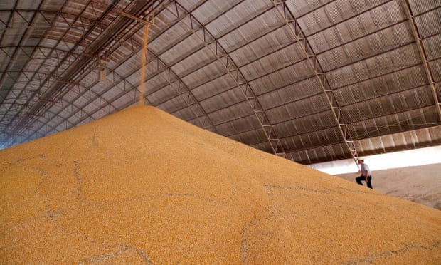 Man walking up a huge pile of soya in a grain storage barn on a large farm in Brazil