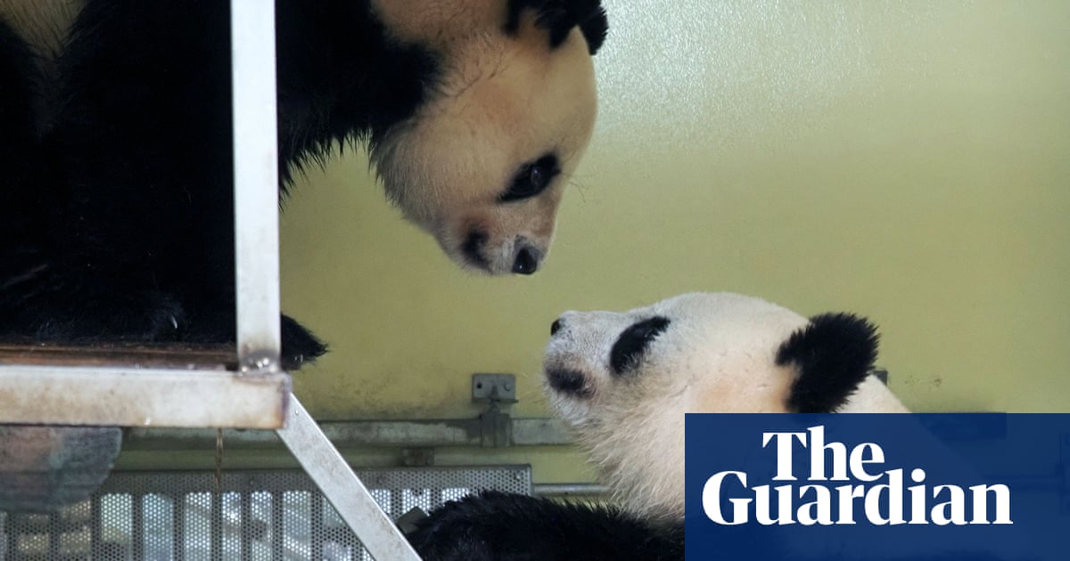 ‘Cooperative and rather active’: joy as pandas mate in French zoo