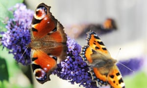 On the count of two … a peacock butterfly (left) and a small tortoiseshell butterfly.
