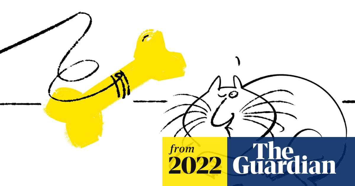 Can Cats Be Trained As Service Animals: Surprising Facts Revealed