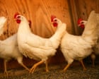 US scientists turn to chickens to sound the alarm as West Nile cases rise