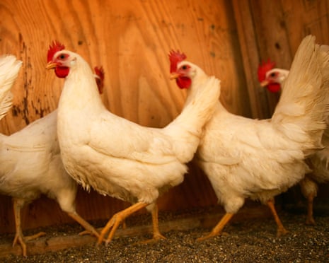 chickens walk