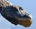 An alligator in the water.