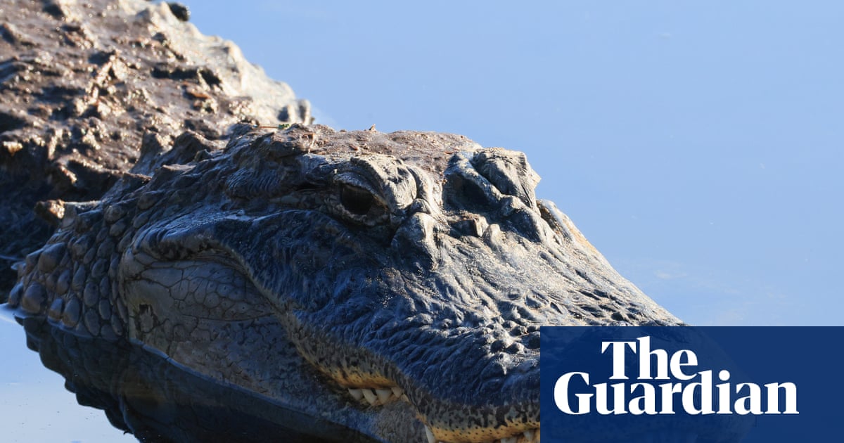 Florida paddleboarder rescues woman from alligator attack