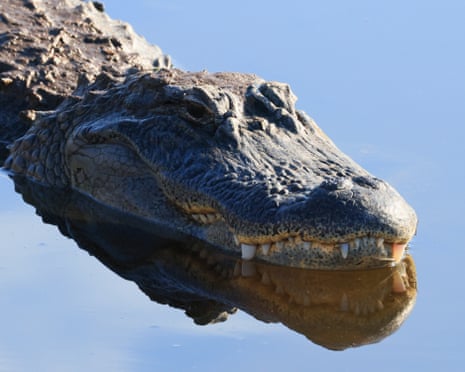An alligator in the water.