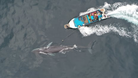 An aerial view of a boat with a whale alongside. A person on the boat holds out a long stick towards the whale
