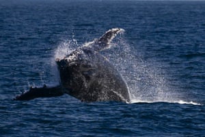 A humpback whale is seen during a Nas Mares social business expedition designed to give children from the Favela Radical NGO, their first whale-watching experience by boat, off the coast of Rio de Janeiro, Brazil
