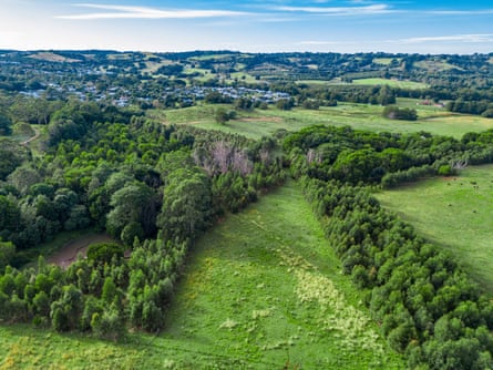 Eucalyptus plantings on a property behind Bangalow.