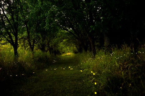 A grassy path between trees with strings of lights like fairy lights