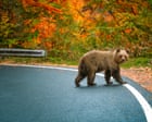 TravelWireDaily — Hairpin bends and bears on the highway: readers’ favourite European road trips