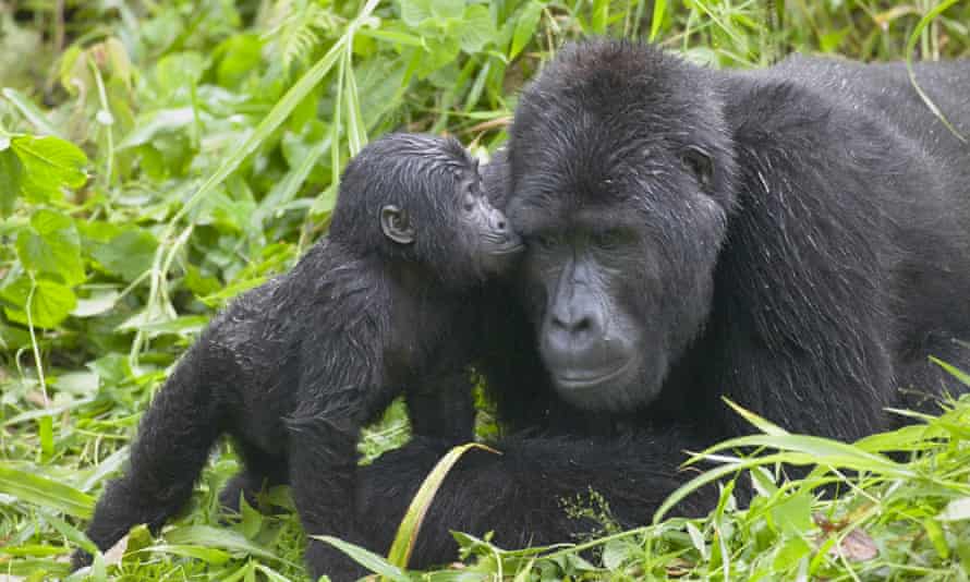 Eastern Gorilla Now Critically Endangered While Giant Panda Situation Improves Endangered Species The Guardian Eastern Gorilla Now Critically Endangered While Giant Panda Situation Improves Endangered Species The Guardian