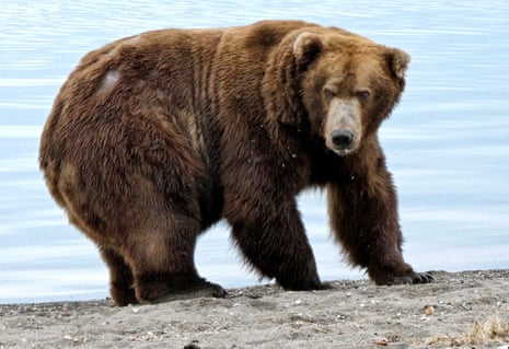 Bear number 747 is described as ‘the river’s most dominant male bear’.