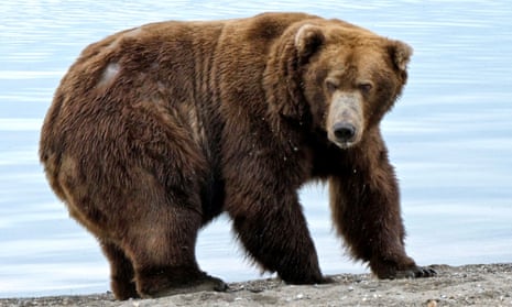 Ballots have been stuffed': voting scandal rocks Alaska's fat bear contest  | Alaska | The Guardian