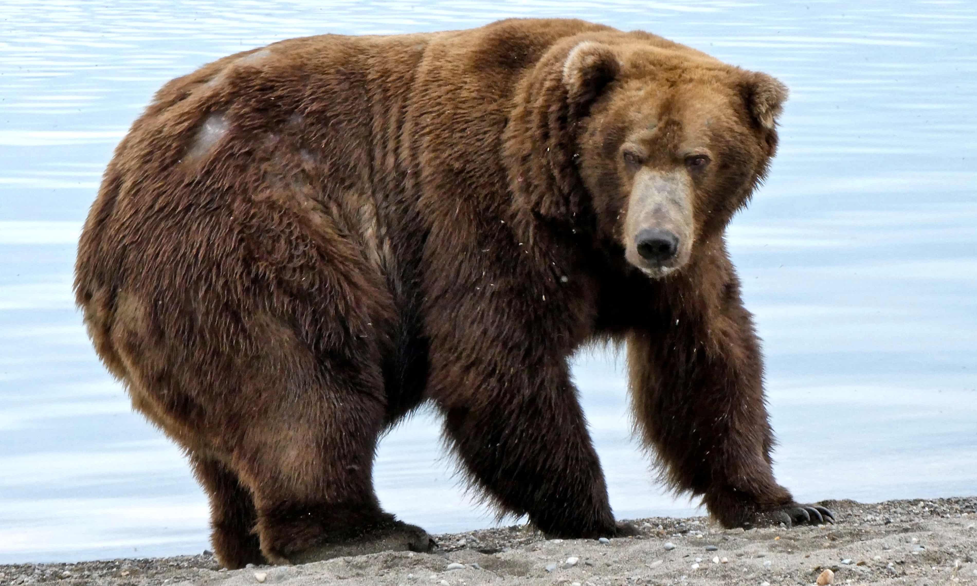 Alaska’s Fat Bear Week begins late after contestant killed by another bear (theguardian.com)