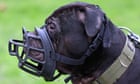 Police seize 22 XL bullies in raid on suspected Sheffield breeding farm