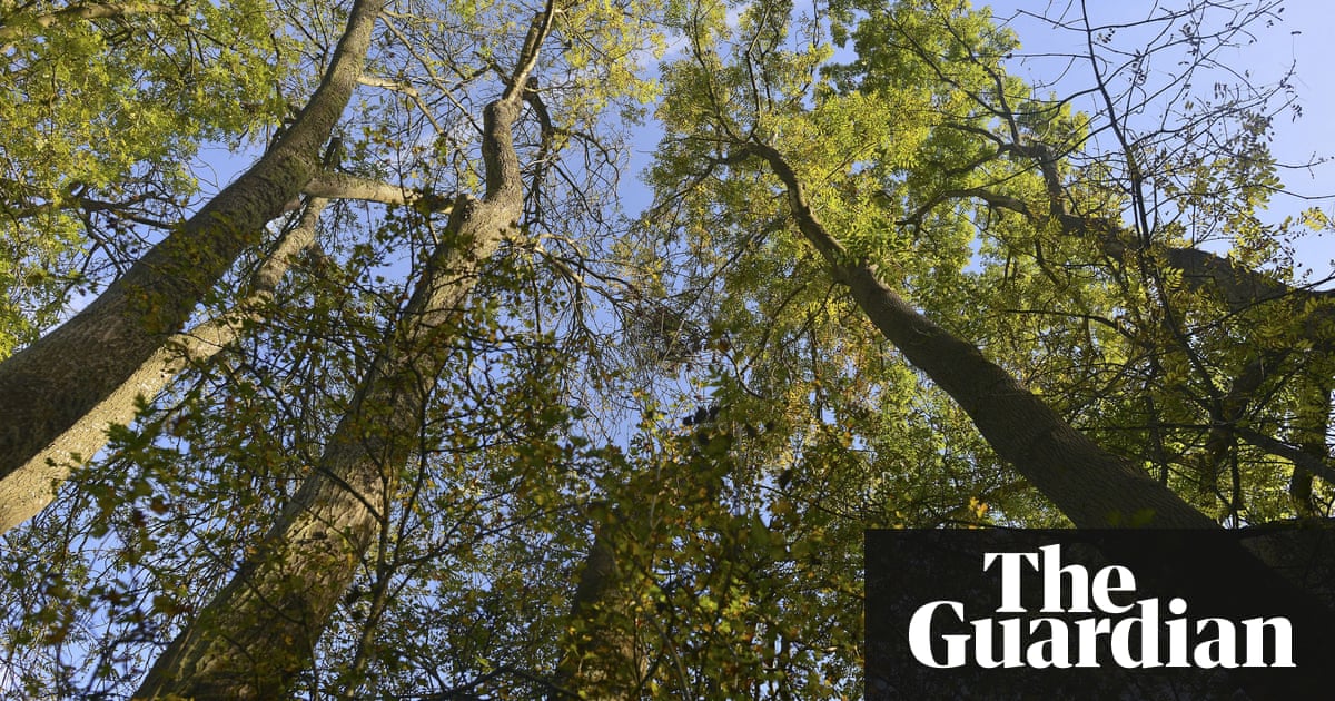 With 90% of the UK’s ash trees about to be wiped out, could GM be the answer?