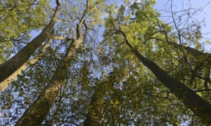 Ash trees at Winkworth Arboretum