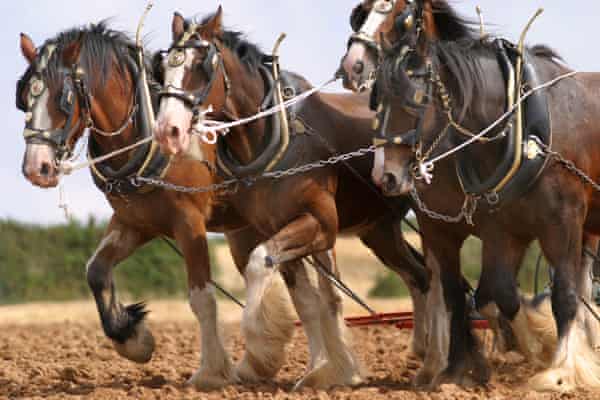 Farewell To The Horse Review From Napoleon To Clint Eastwood Science And Nature Books The Guardian Farewell To The Horse Review From Napoleon To Clint Eastwood Science And Nature Books The Guardian