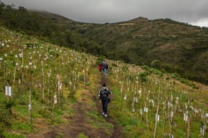 A family departs after leaving their recently-deceased relative in this forest-to-be, which is part of an initiative trying to recover the Paramo de Guerrero, an Andean ecosystem in Colombia. The unique region, which is being exploited and contaminated by uncontrolled mining, hosts the Neusa, a body of water that is vital for the country's capital, Bogota. Colombia Reserva Ambiental, an NGO, has planted 7,000 trees all over these misty mountains, and in the midst of the Covid-19 pandemic, ashes are being buried here as a ceremonial act to motivate people to grow a tree and name it as the loved one they've lost to the disease. It will take 20 years to cover all this territory.
