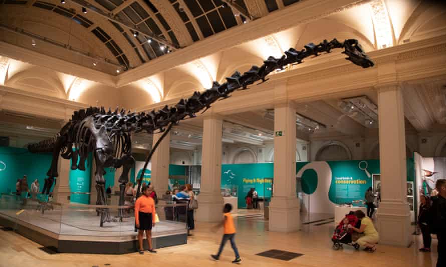 A diplodocus dinosaur skeleton, known as Dippy, at Birmingham Museum as part of a national tour.
