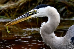Um close-up de uma garça azul (Ardea herodias) com ervas daninhas em seu bico
