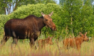 A family of elk in Chernobyl exclusion zone.
