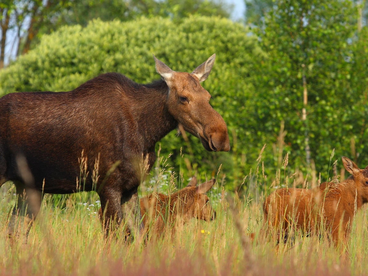 Wildlife thriving around Chernobyl nuclear plant despite radiation ...