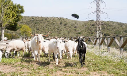 Controlled grazing begins on the Barcelona side of the Collserola natural park to prevent wildfires