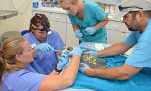 Staff at the Turtle Hospital in the Florida Keys work to intubate a cold-stunned Kemp’s ridley turtle flown in from Cape Cod, Massachusetts.
