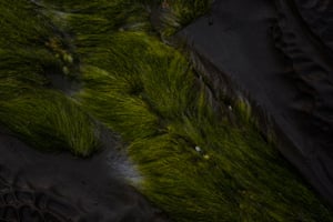 Beard-like Filamentous green Algae growing on the basalt rock shelf at Pirates Cove near Skenes Creek.