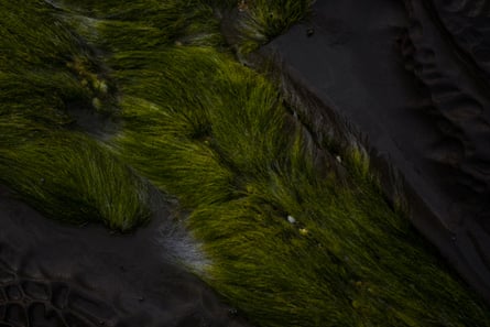 Beard-like Filamentous green Algae growing on the basalt rock shelf at Pirates Cove near Skenes Creek.