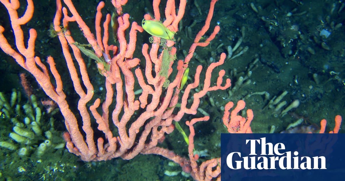 Canada moves to protect coral reef that scientists say ‘shouldn’t exist’ | Coral