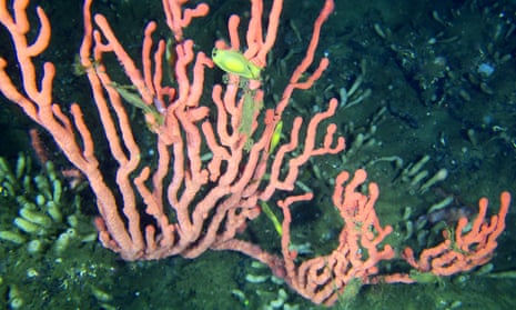 Fish swimming among the pink coral in the Lophelia Reef, in the Finlayson Channel off British Columbia.