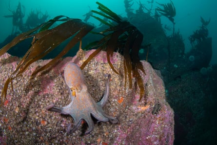 An octopus on a rock under the sea