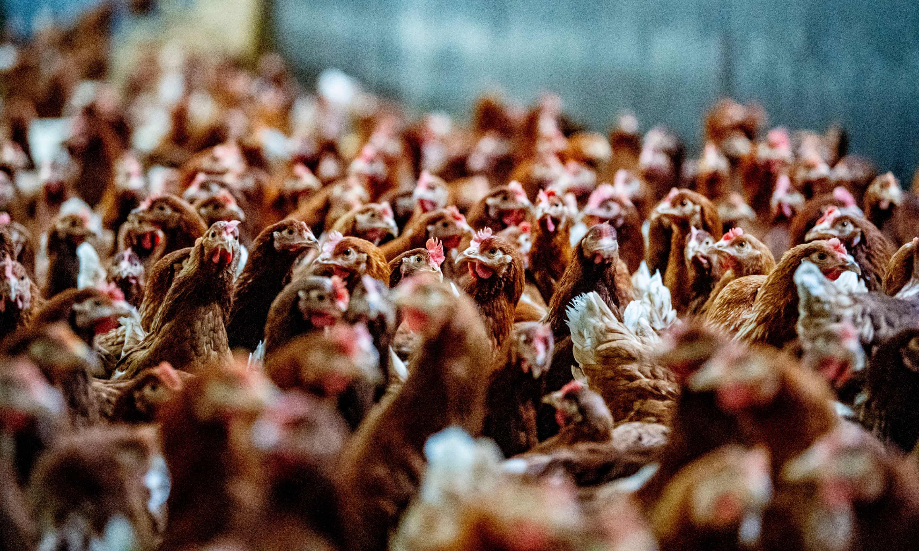Bird flu detected among chickens in Texas and Michigan (theguardian.com)