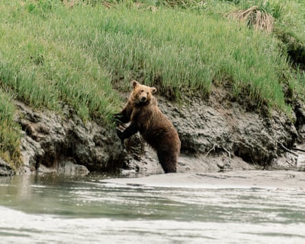 Arthur, a male bear, groggily roams around and explores his new home after being tranquilised and taken to Bella Coola, British Columbia, by the Grizzly Bear Foundation in January 2021.