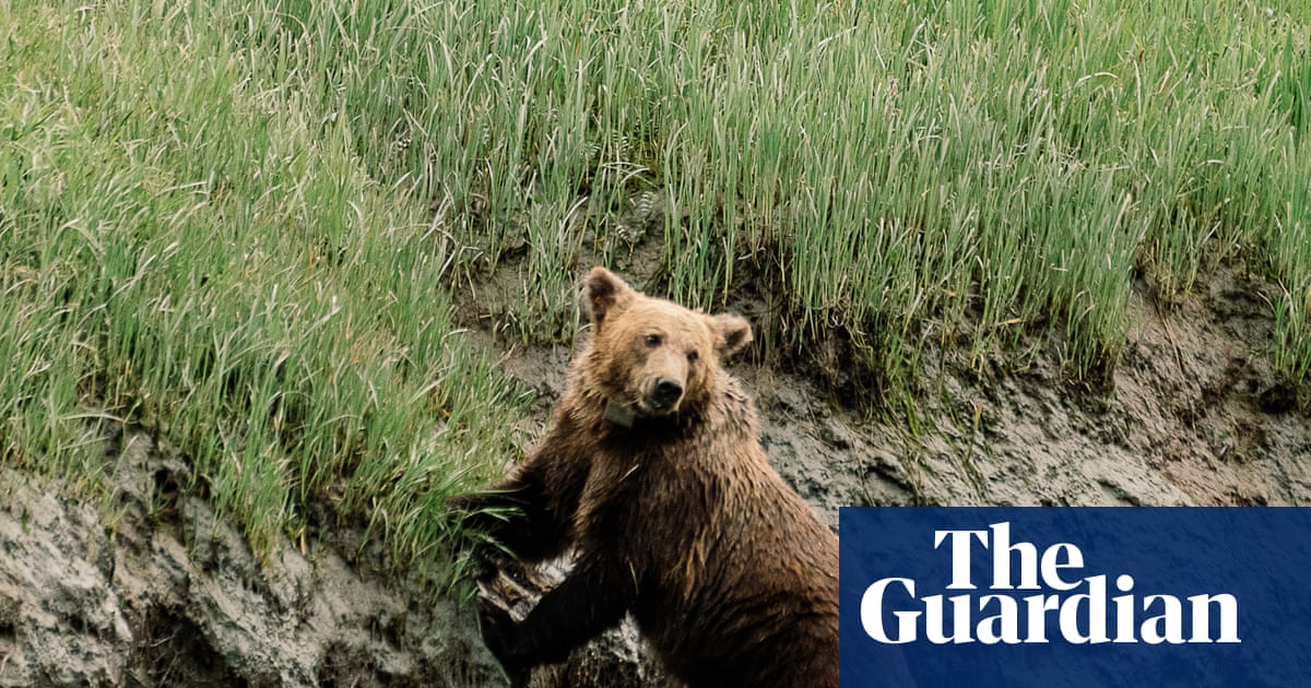 ‘We humans are inept at taking care of baby animals’: why well-fed orphan bears die in the wild