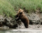 ‘We humans are inept at taking care of baby animals’: why well-fed orphan bears die in the wild
