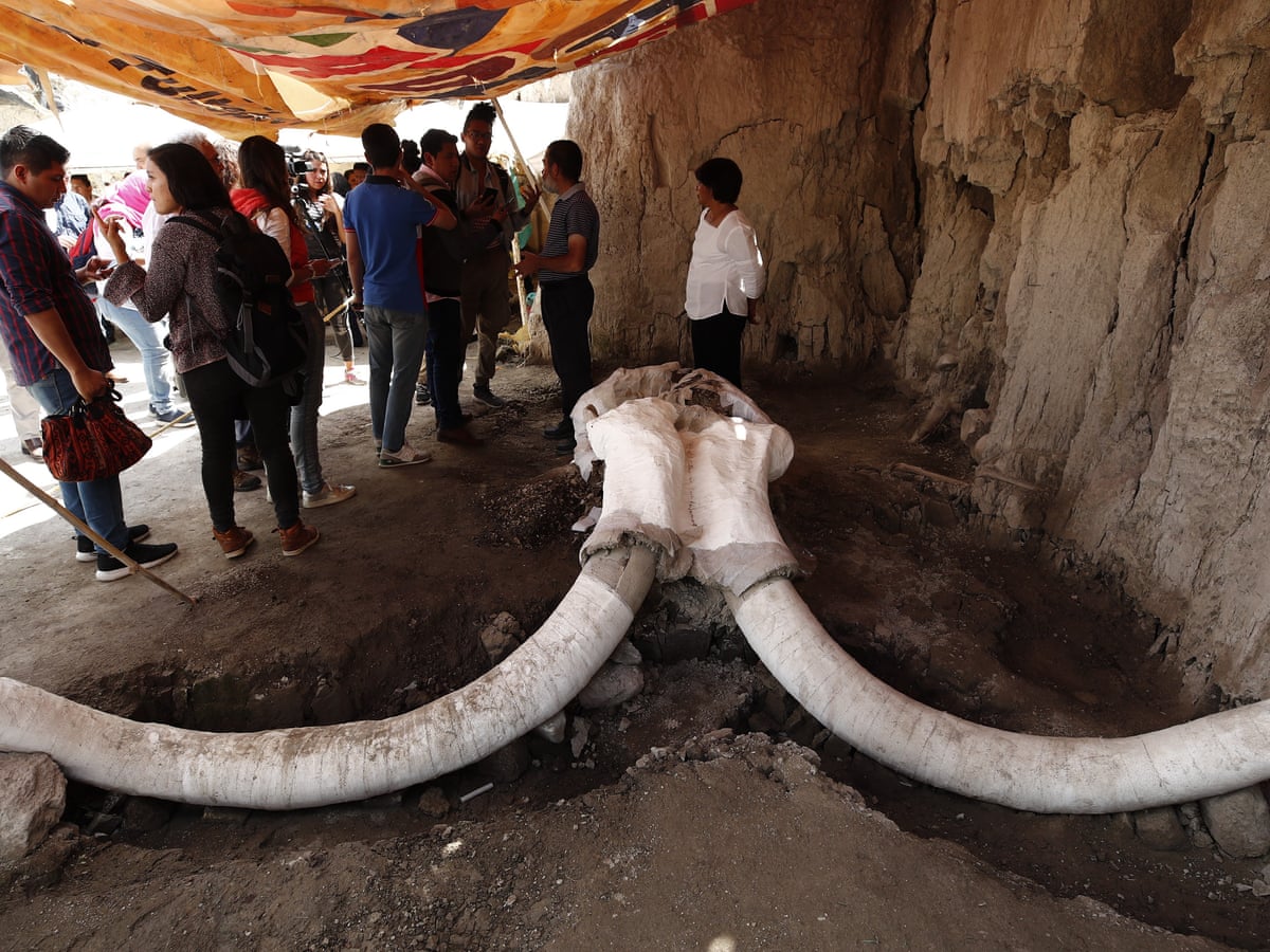 Mexican mammoth trap provides first evidence of prehistoric hunting pits |  Mexico | The Guardian