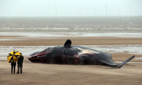 One of the dead whales on the beach in Skegness