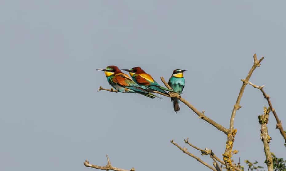 European bee-eaters photographed in a tree in Norfolk