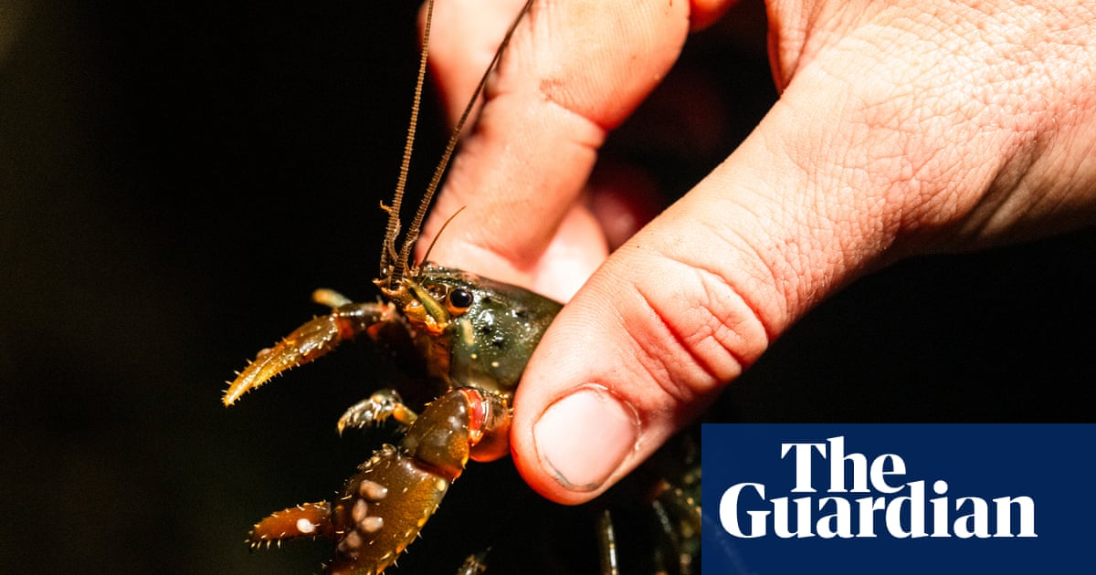 The fight to save Australia’s ‘incredibly captivating’ endangered spiny crayfish