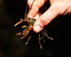 The fight to save Australia’s ‘incredibly captivating’ endangered spiny crayfish