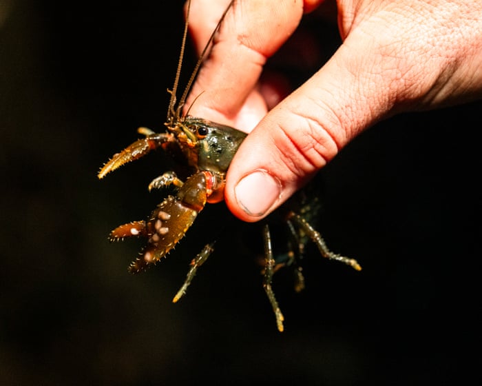 The fight to save Australia’s ‘incredibly captivating’ endangered spiny crayfish