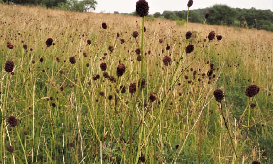 Field of great burnet