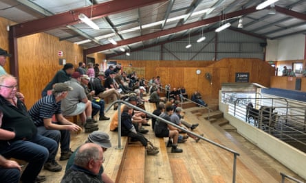 Farmers bid at auction at the sale yards in Feilding, New Zealand.