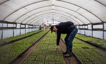 Mamuka Sakeishvili in a greenhouse on his farm.