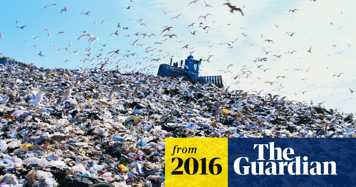 Effects of Pollution on Bird Migration: Alarming Consequences Revealed